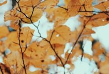 老左闲聊黑色星期五选购域名、主机那些商家的事儿-康维主机测评-网站SEO优化